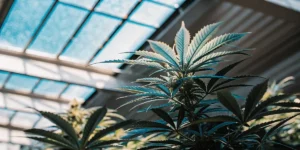 Feuilles de cannabis bleu-vert sous la lumière naturelle dans une serre moderne.