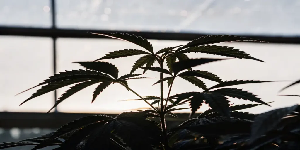 Silhouette of a young cannabis plant inside a greenhouse with sunlight shining through the panels.