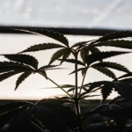 Silhouette of a young cannabis plant inside a greenhouse with sunlight shining through the panels.