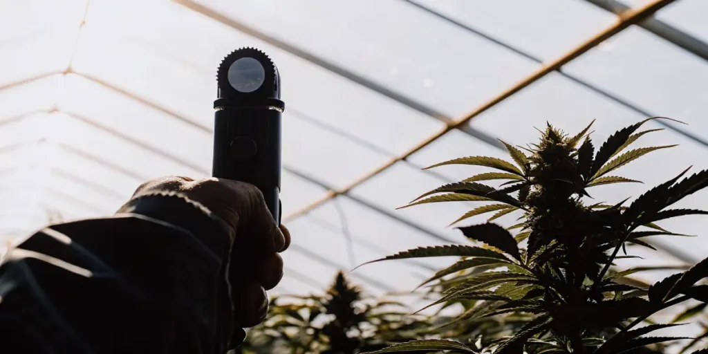 refractometer used to test cannabis plant quality in greenhouse