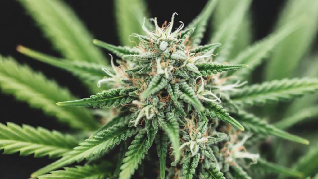 Cannabis top cola mid flowering with elongated bud growth and resin-coated leaves