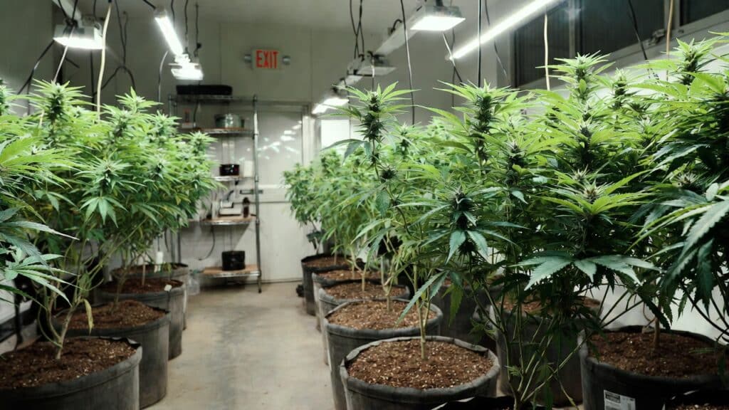 Commercial cannabis grow room with potted plants arranged in rows under bright indoor grow lights.