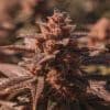 Dark purple cannabis cola close-up with heavy trichomes and mature pistils
