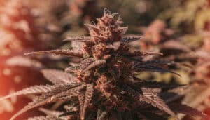 Dark purple cannabis cola close-up with heavy trichomes and mature pistils