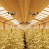 Drones flying over a cannabis greenhouse for automated crop monitoring.