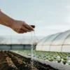 Main d’un agriculteur appliquant de l’engrais organique sur un lit de terre dans une serre moderne.