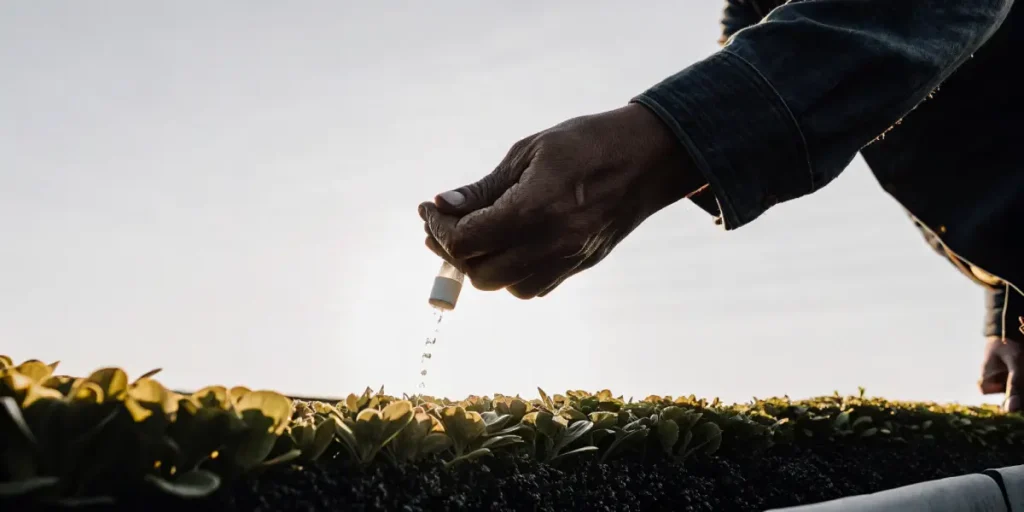 Geste précis d'un cultivateur versant un engrais organique liquide sur de jeunes plants en pleine lumière.