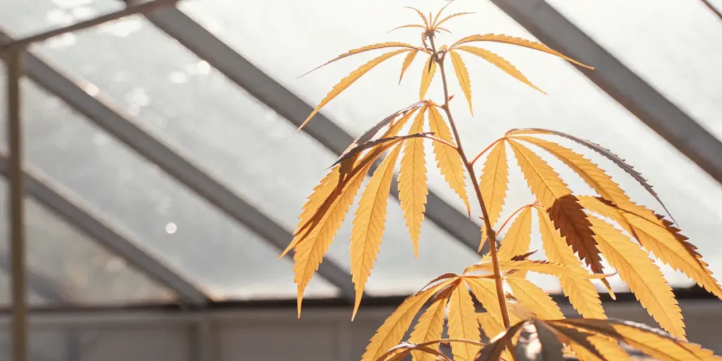 Feuille de cannabis jaune illuminée par la lumière du soleil dans une serre lumineuse