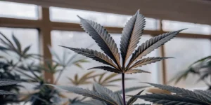 Feuille de cannabis sombre montrant des signes précoces de déséquilibre nutritif dans une serre.