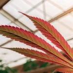 Feuille de cannabis rouge éclairée par la lumière naturelle dans une serre moderne.