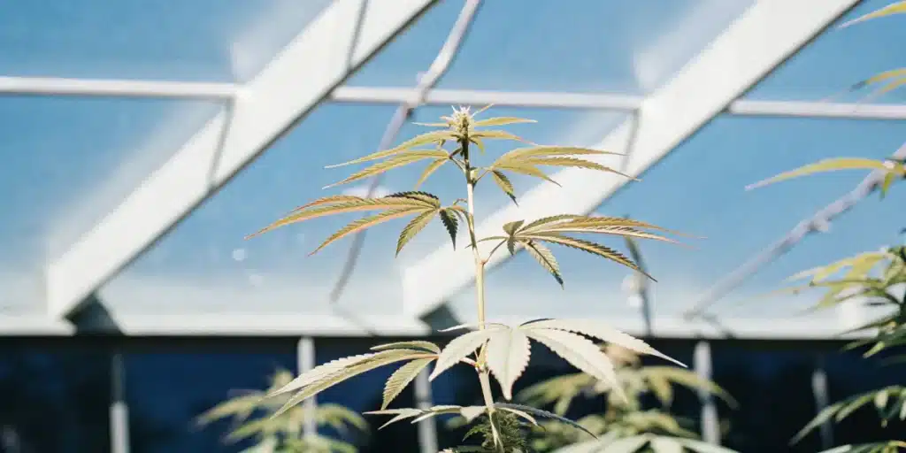feuilles vertes cannabis en serre lumineuse montrant une jeune plante en croissance active