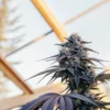frosty cannabis bud in sunlit greenhouse