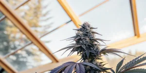 frosty cannabis bud in sunlit greenhouse