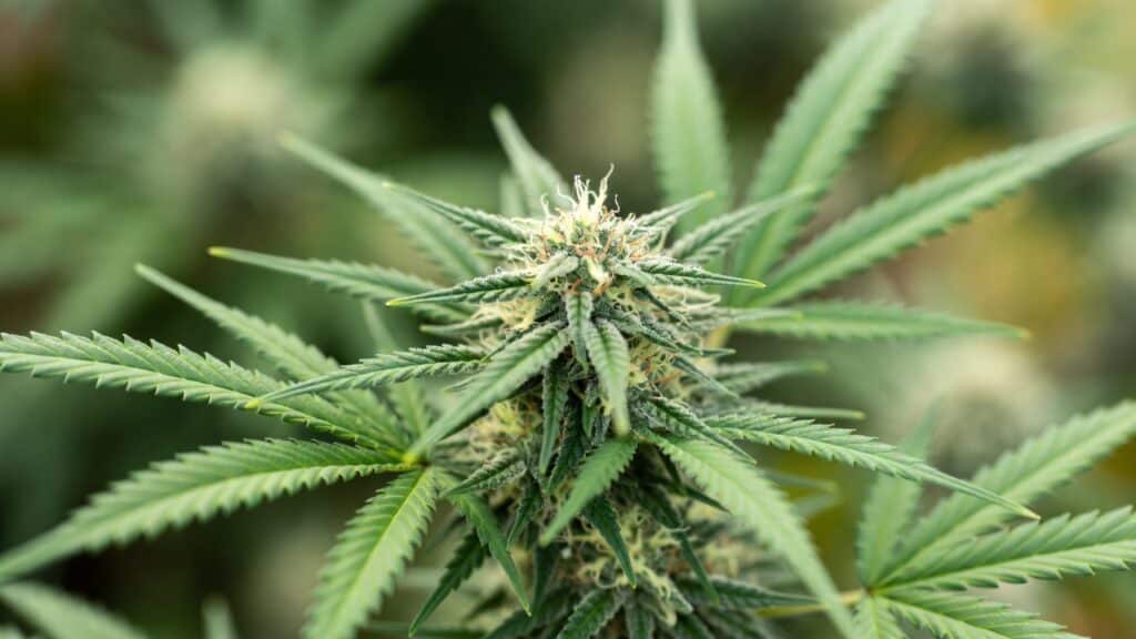 Frosty cannabis bud macro with heavy trichomes and white pistils