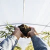 Gardener holding a handful of soil above young cannabis plants inside a greenhouse.