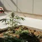 gardener spraying cannabis plant with natural foliar solution outdoors