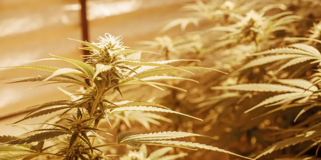 Cannabis flowering plant glowing under golden greenhouse light during the late flowering stage.