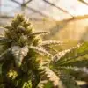 Greenhouse cannabis bud covered in trichomes and dew under natural sunlight.