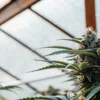 Macro shot of a mature cannabis cola growing in a greenhouse under natural filtered light.