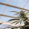 Flowering cannabis plant inside a greenhouse under bright natural sunlight.
