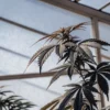 Greenhouse-cannabis-plant-closeup showing tall serrated leaves under bright natural light.