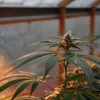 Cannabis plant illuminated by warm sunset light inside a greenhouse.
