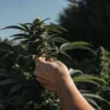 Hand inspecting outdoor cannabis bud with dense flowers and healthy green leaves under natural sunlight.
