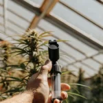 handheld refractometer testing cannabis plants in greenhouse under sunlight