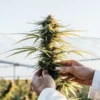 hands holding cannabis plant in greenhouse sunlight