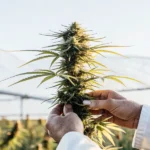 hands holding cannabis plant in greenhouse sunlight