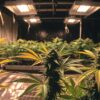 Home cannabis grow with mature plants and young seedlings in pots near a window.