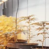 Young autoflowering cannabis plants growing in pots under warm indoor grow lights.