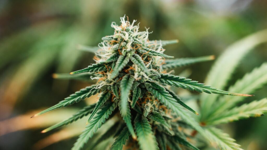 Indoor cannabis bud under grow lights with frosty trichomes and white pistils