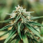 Indoor cannabis bud under grow lights with frosty trichomes and white pistils