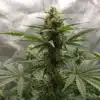 Outdoor cannabis buds with orange pistils and visible resin under natural sunlight.