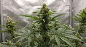 Outdoor cannabis buds with orange pistils and visible resin under natural sunlight.