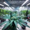Indoor cannabis flowering room with large plants growing under HPS lights.