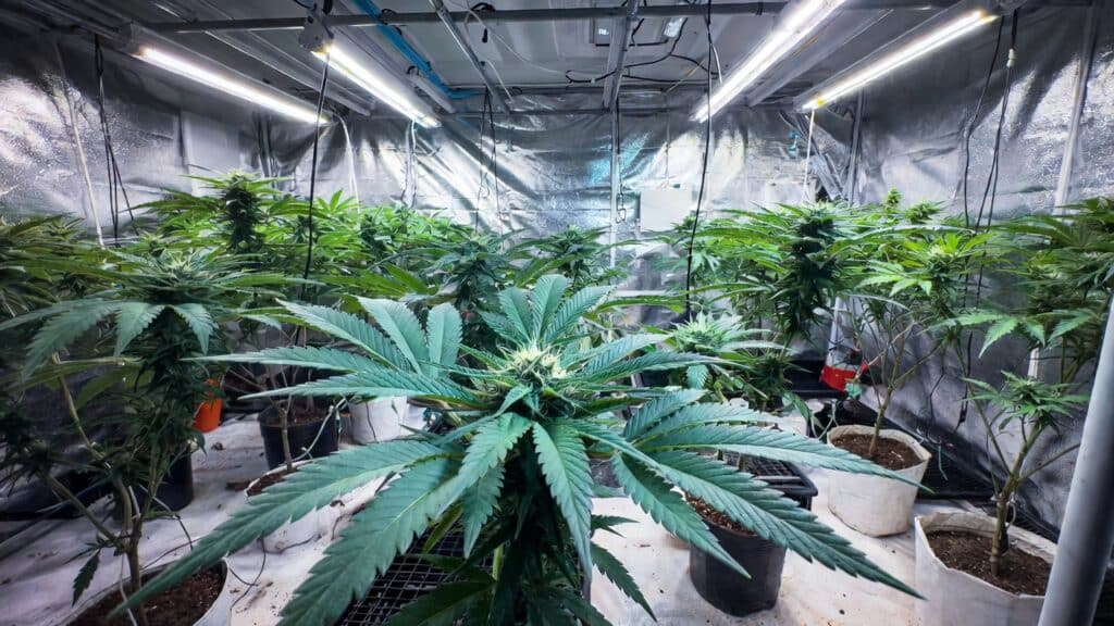 Indoor cannabis flowering room with large plants growing under HPS lights.