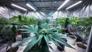 Indoor cannabis flowering room with large plants growing under HPS lights.