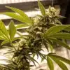 Indoor cannabis flowering branch with stacked buds under LED grow lights.