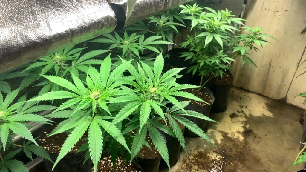 Indoor cannabis flowering plants supported by trellis netting under LED grow lights.
