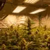 Indoor cannabis flowering room with LED panels, dense buds, and reflective walls for optimized light distribution.