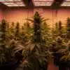 Indoor cannabis flowering under LED grow lights with evenly developed colas.