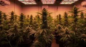 Indoor cannabis flowering under LED grow lights with evenly developed colas.