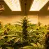 Indoor cannabis flowering under LED panels with dense buds, healthy leaves, and active air circulation.
