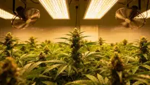 Indoor cannabis flowering under LED panels with dense buds, healthy leaves, and active air circulation.