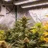 Indoor cannabis grow with LED lighting, ventilation system, and flowering plants in a controlled environment.