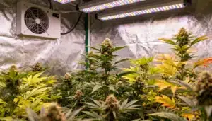 Indoor cannabis grow with LED lighting, ventilation system, and flowering plants in a controlled environment.