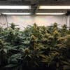 Indoor cannabis grow room flowering stage with mature buds and dense plant canopy