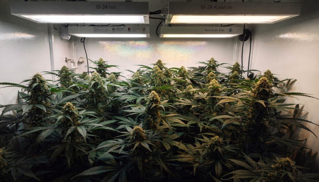 Indoor cannabis grow room flowering stage with mature buds and dense plant canopy